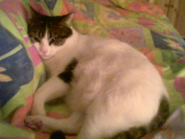 Bianco