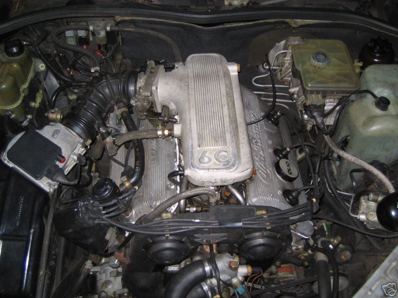 Alfa murl.JPG